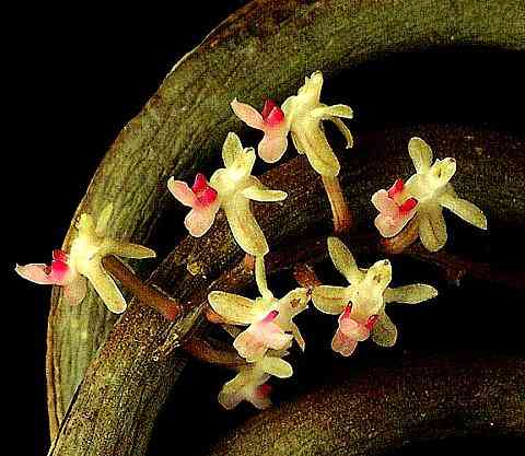 Cleisostoma flagelliformis